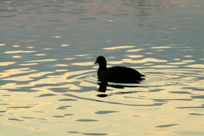 Riserva Regionale Lago di Posta Fibreno